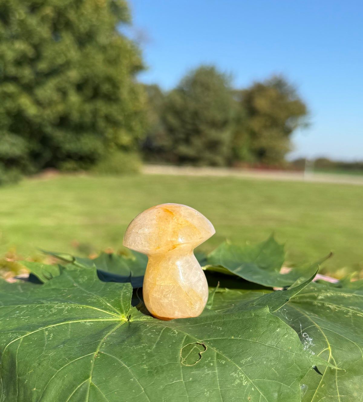 Golden Healer Paddehat 5 cm