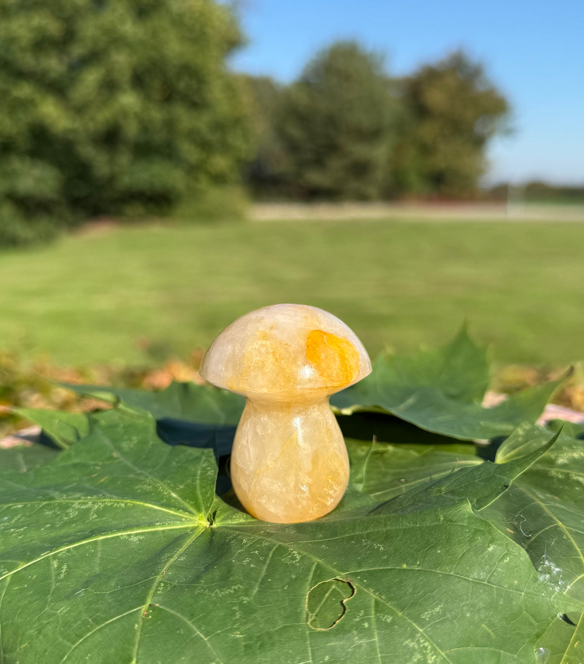 Golden Healer Paddehat 5 cm