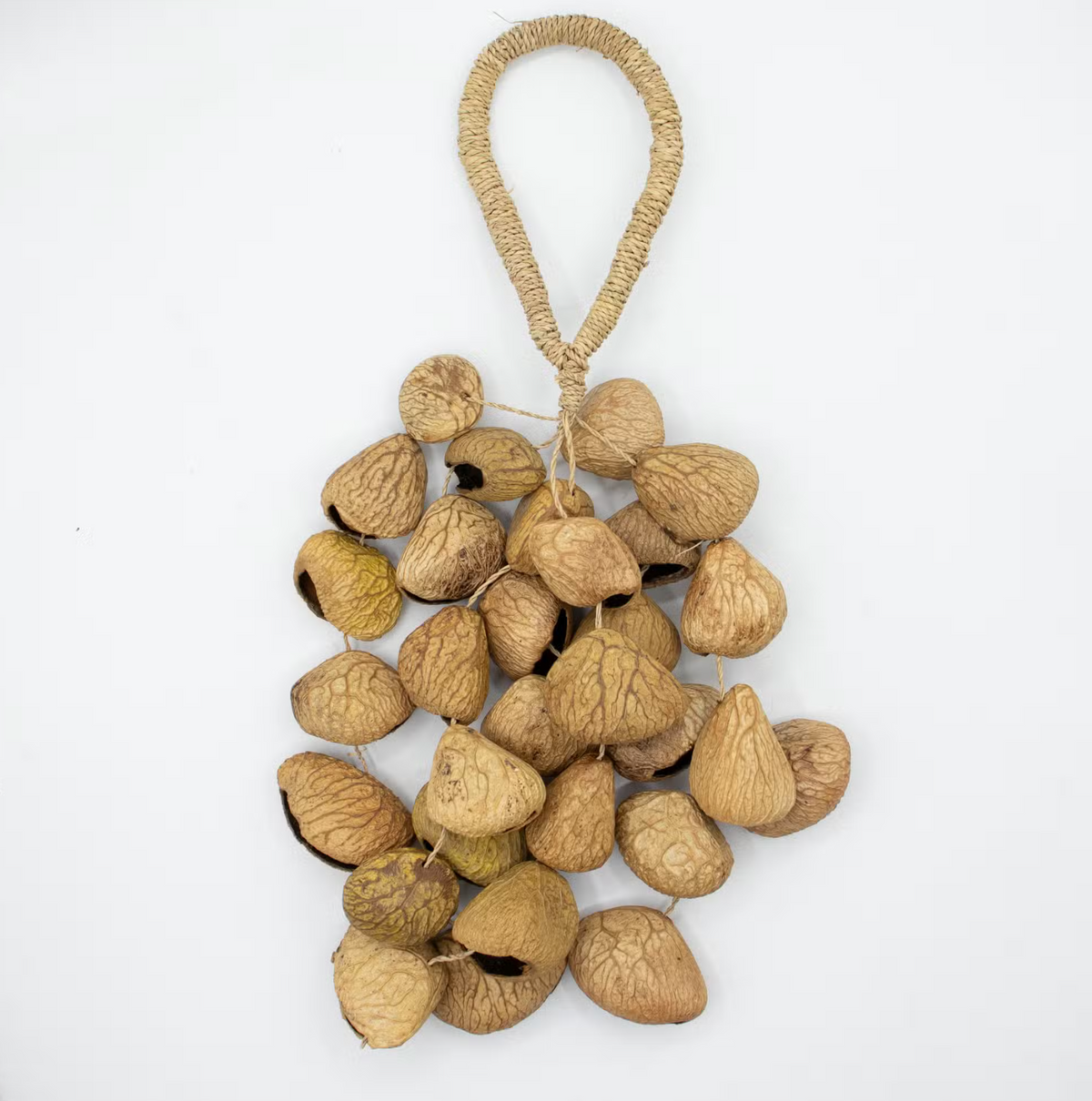 Pangi seed shell medium