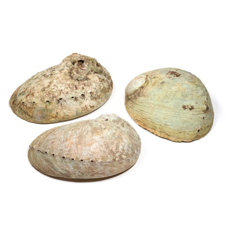 Abelone skal Haliotis diversicolor 3