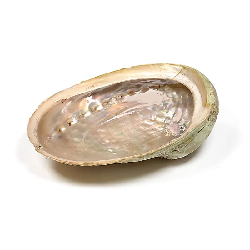 Abelone skal L