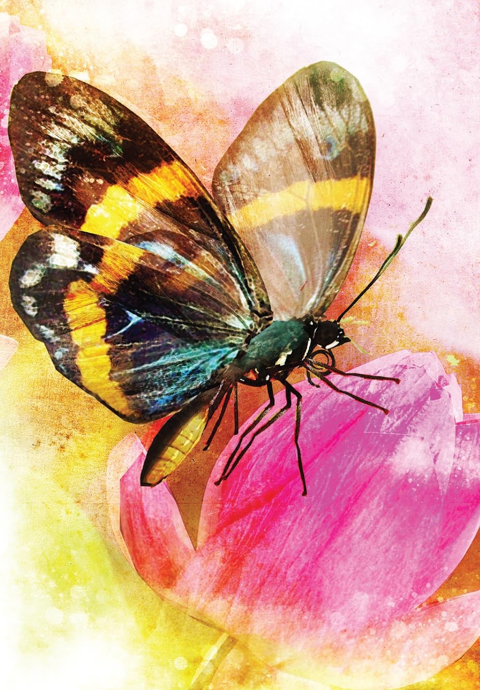 Butterfly transformations 3