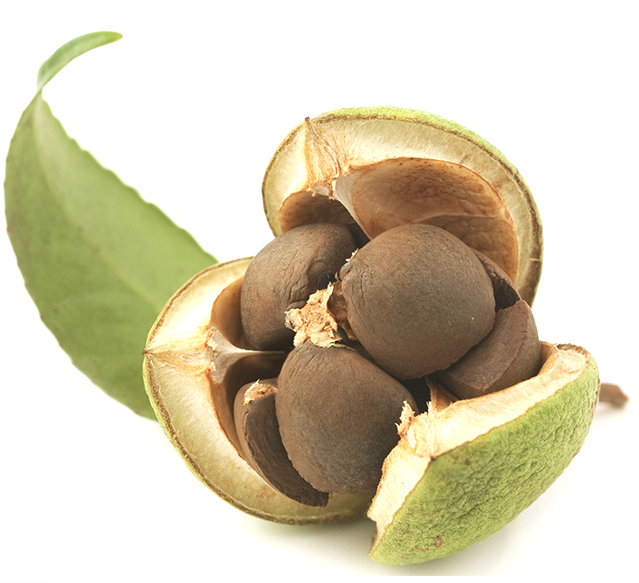 Canellia seed olie 1