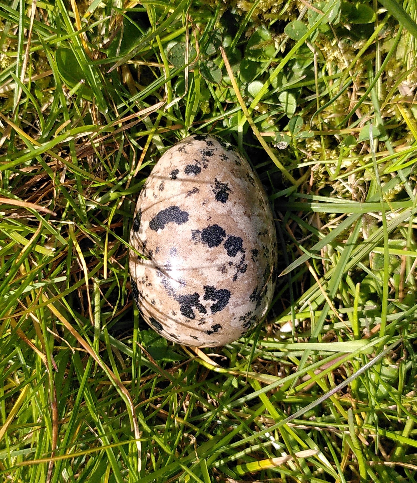 Dalmatin æg 4.8 cm