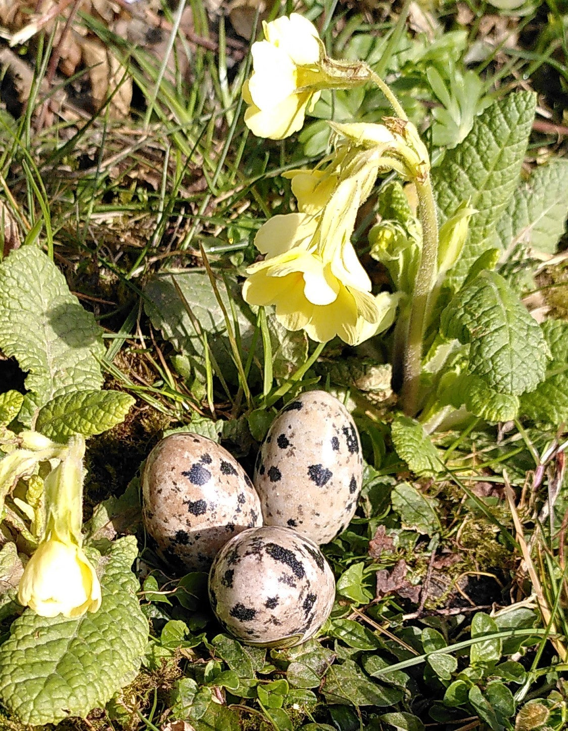 Dalmatiner æg 3,5 cm 2
