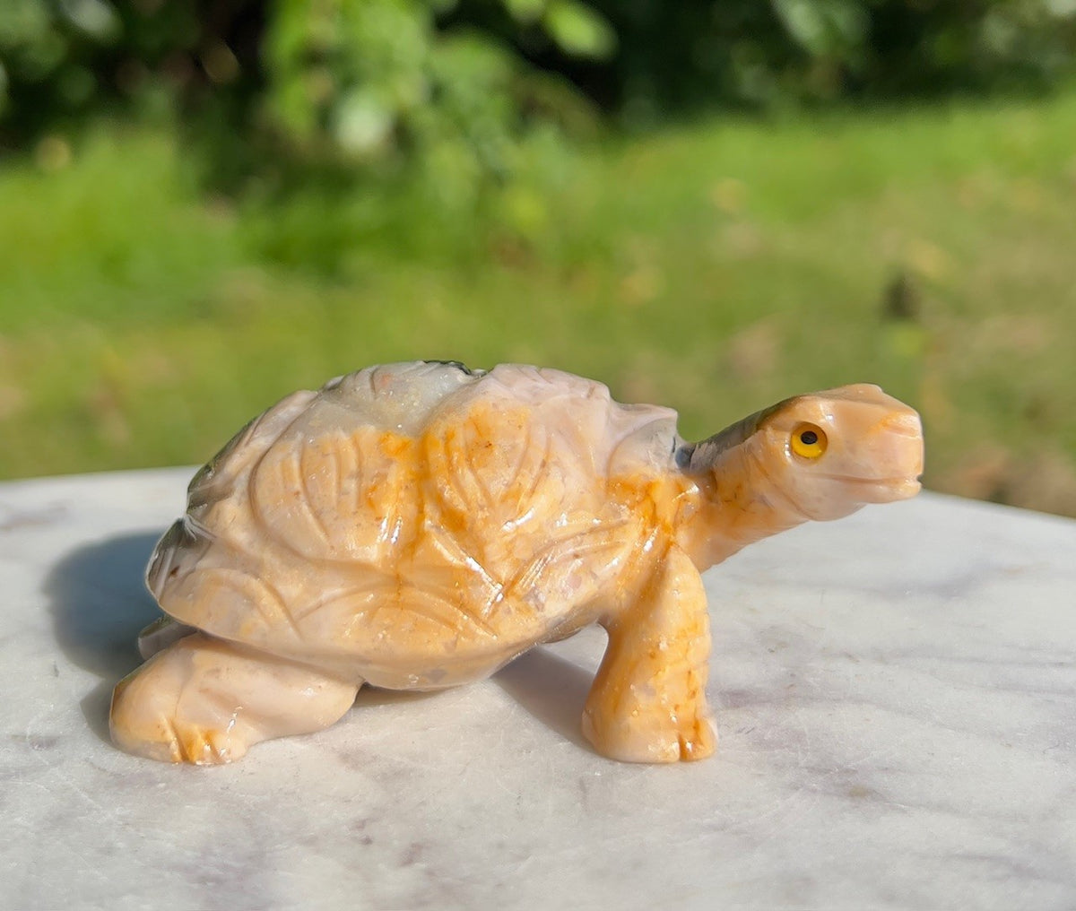 Skildpadde - Onyx 1