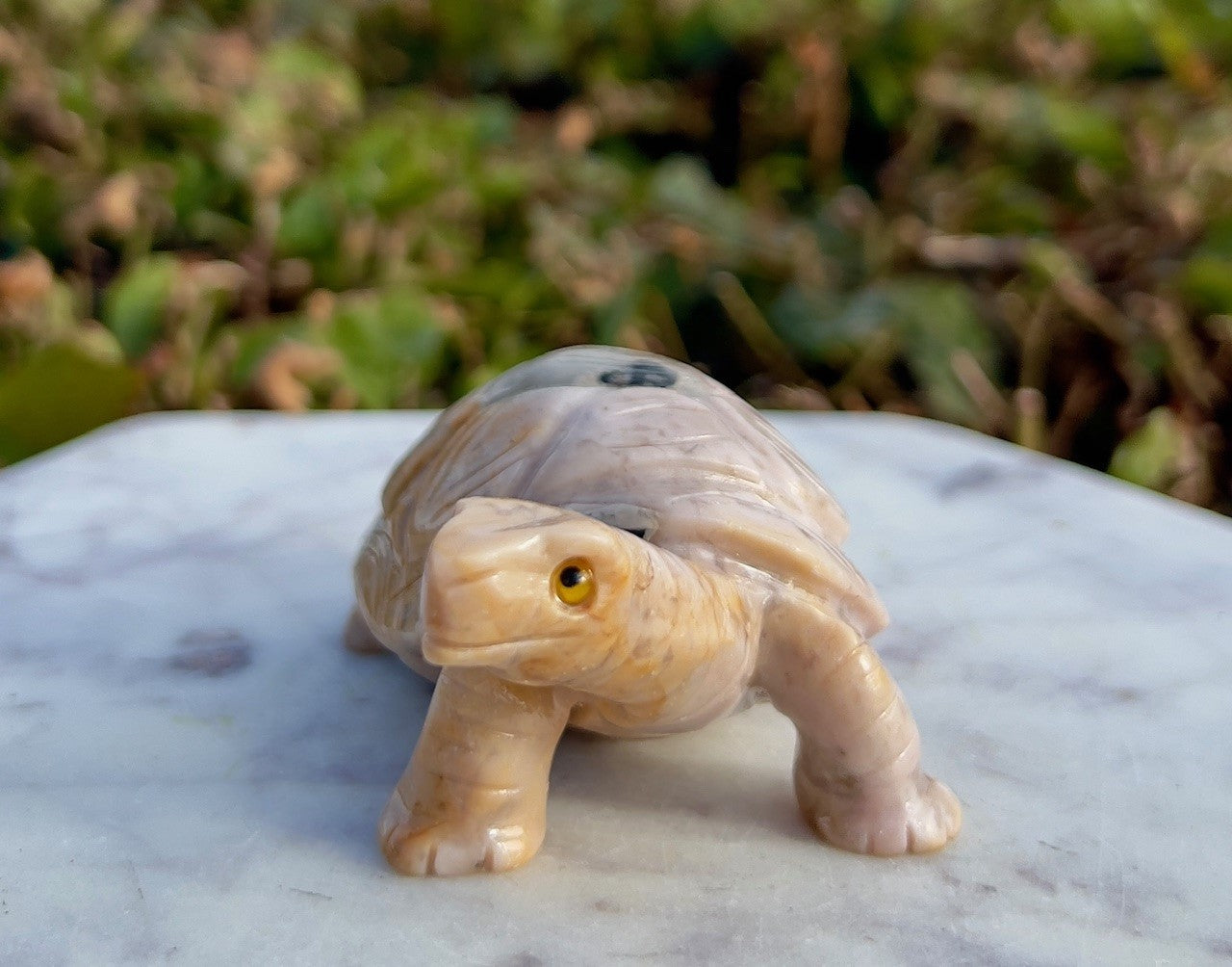 Skildpadde - Onyx 2