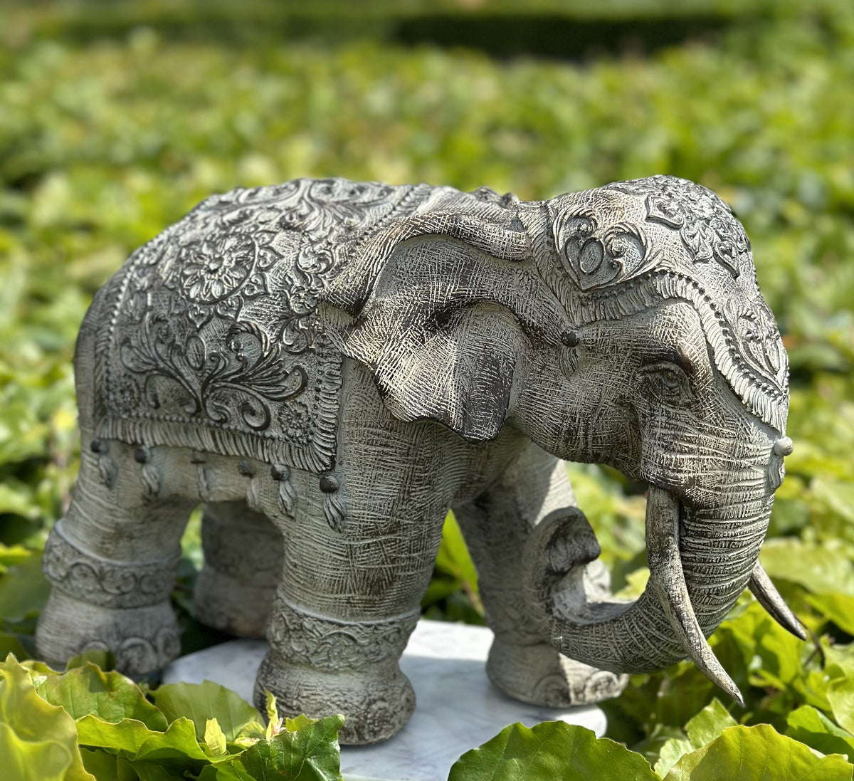 Elefant - Omsorgsfuld 1