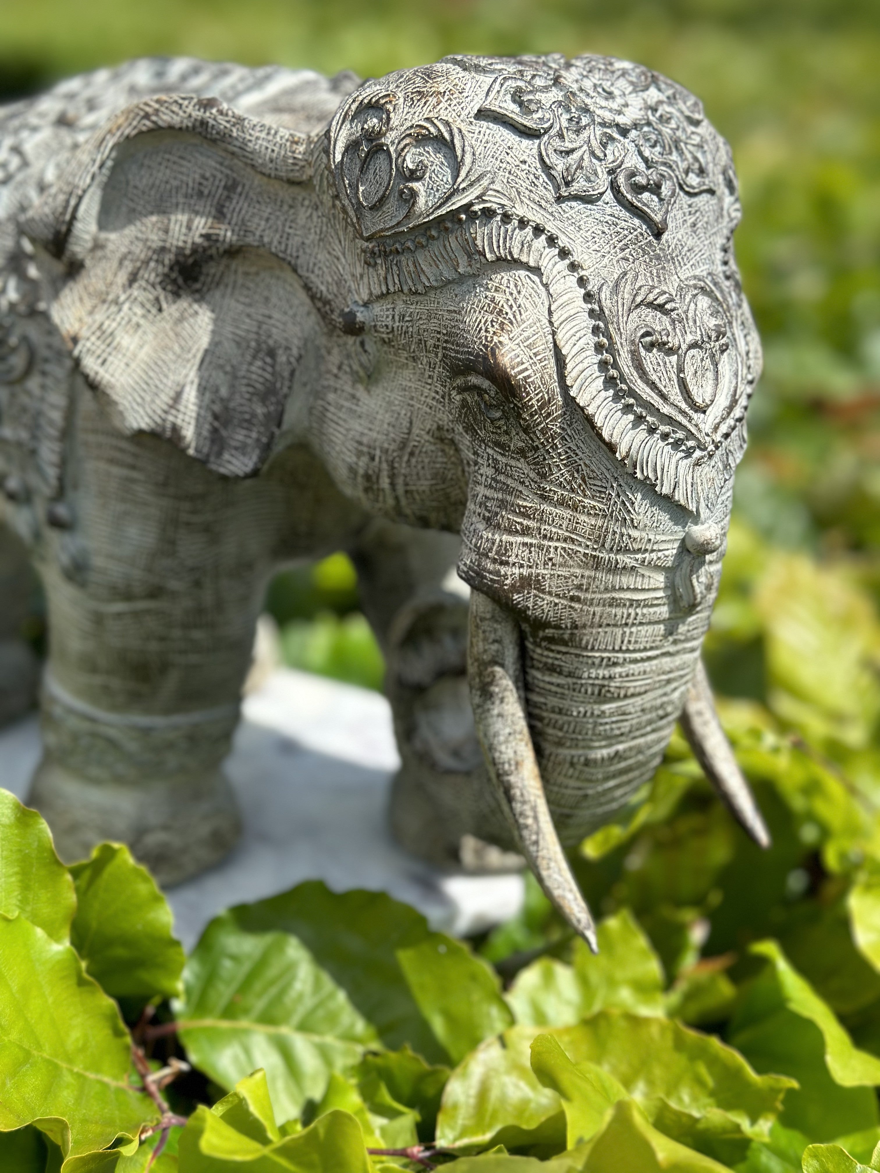 Elefant - Omsorgsfuld 2