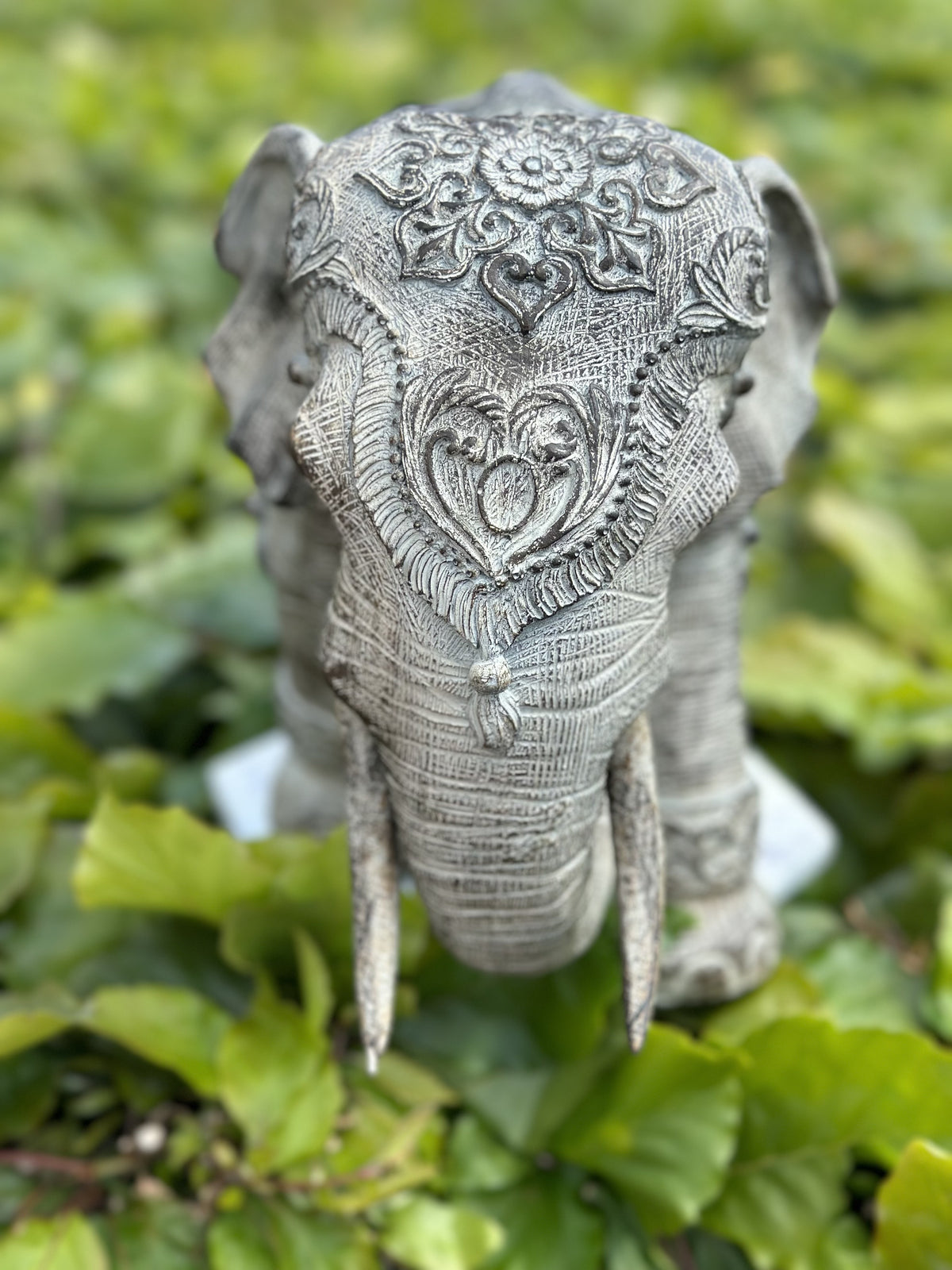 Elefant - Omsorgsfuld 4