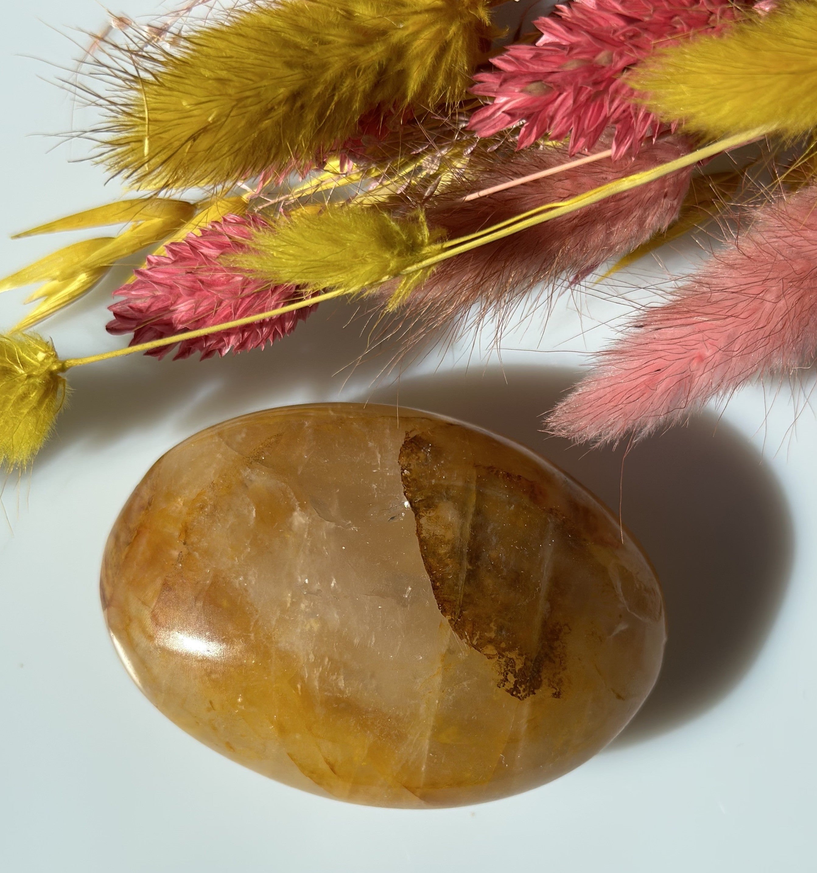 Golden healer 6 - 7 cm 2
