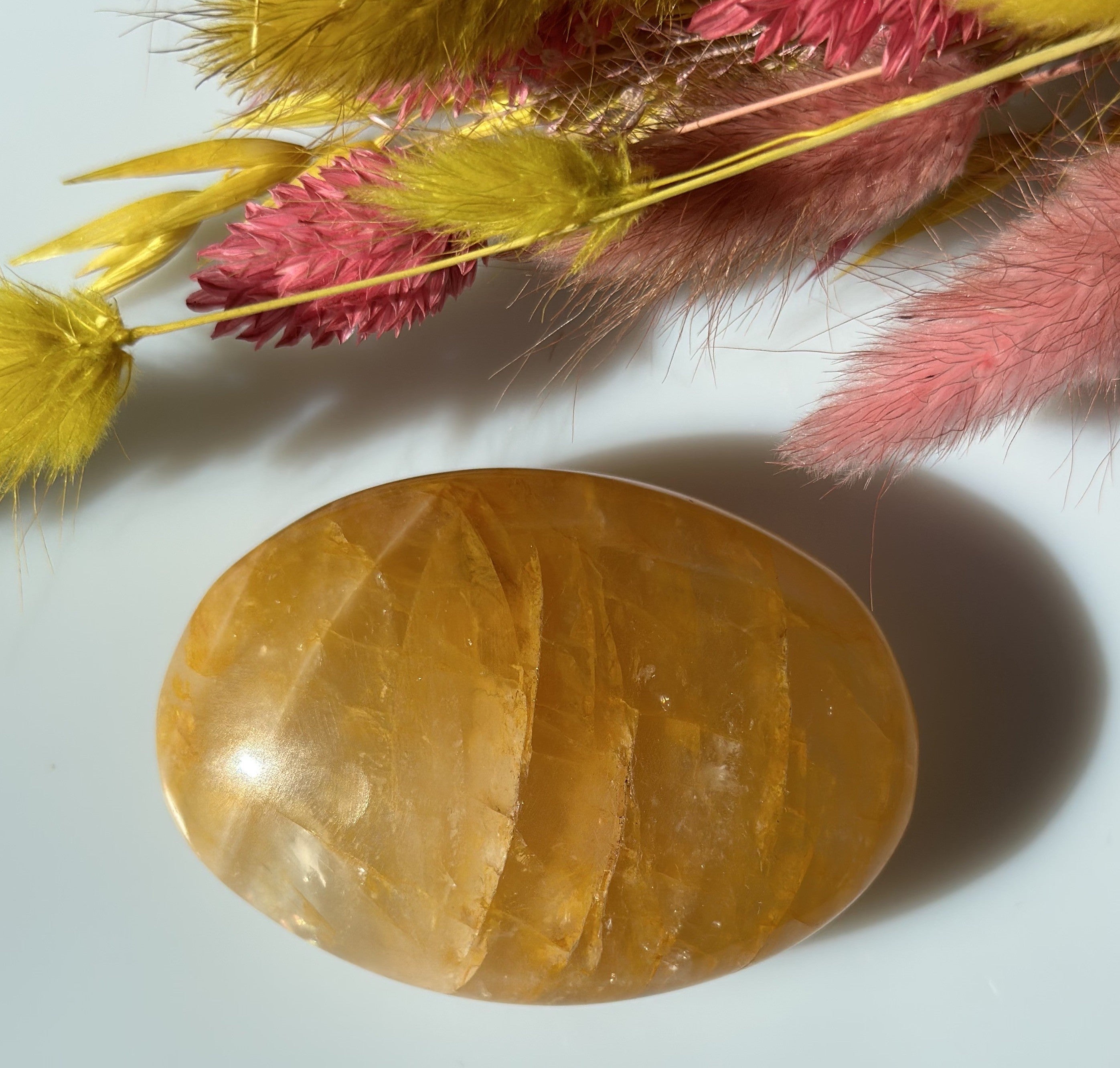 Golden healer 6 - 7 cm 3