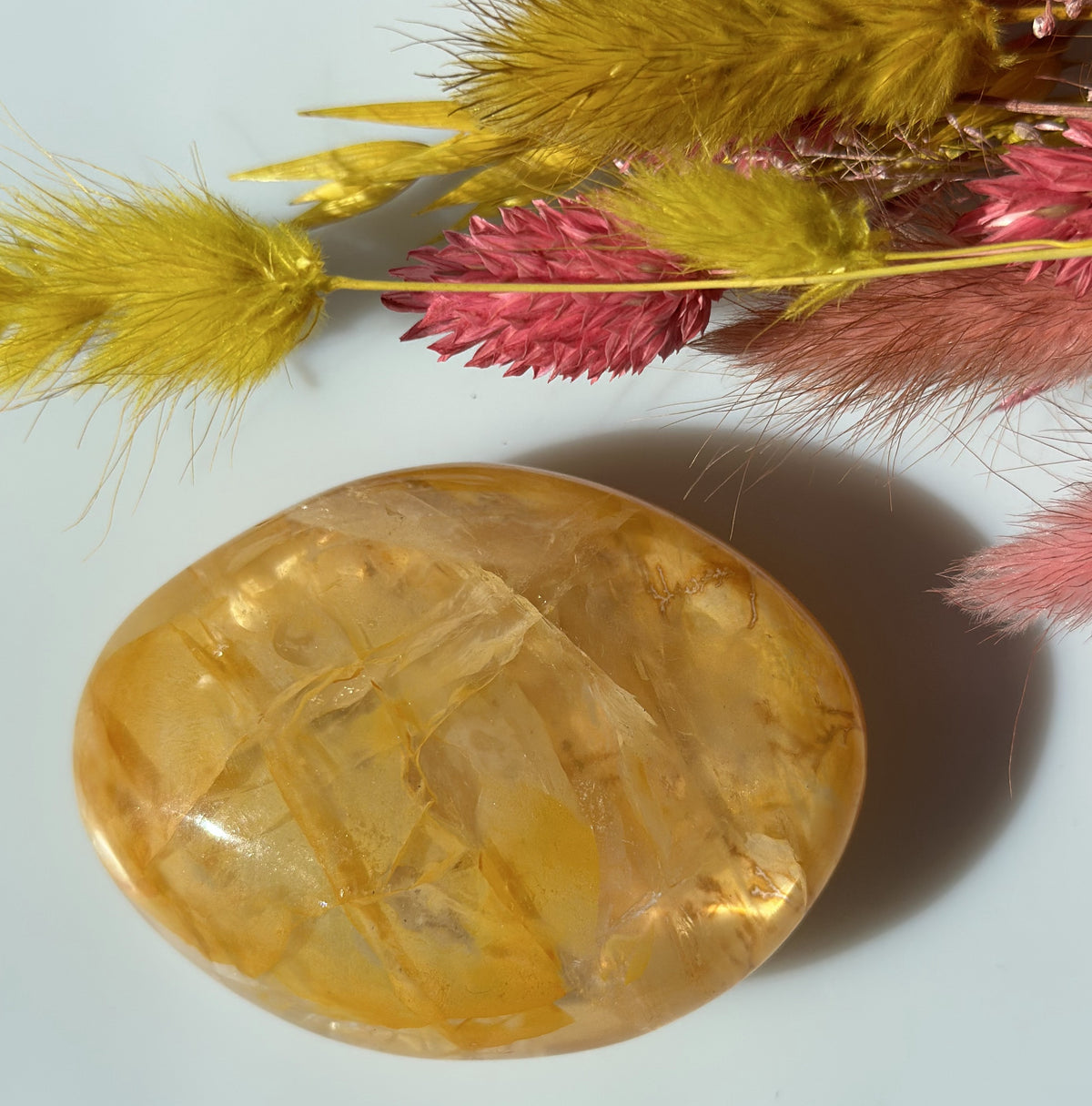 Golden healer stor oval 1