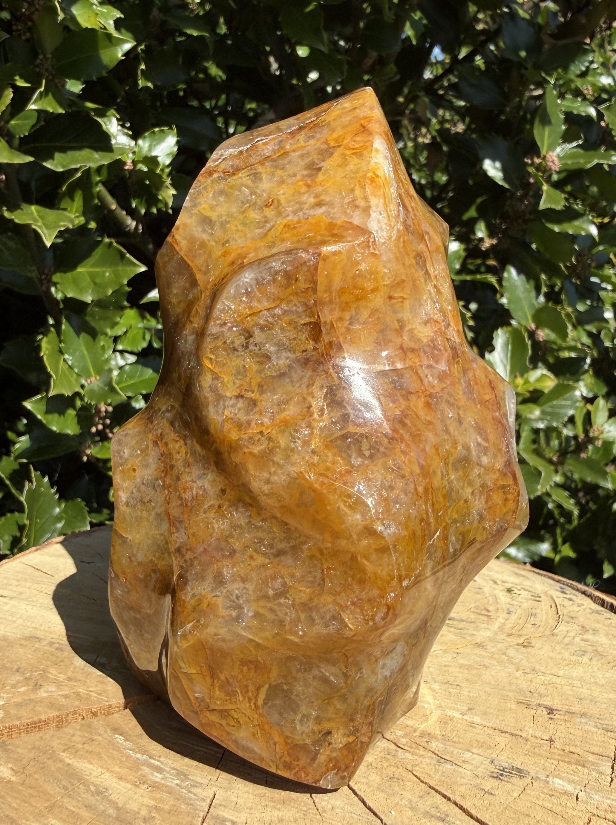 Golden Healer Flamme 13 - 14 cm 3