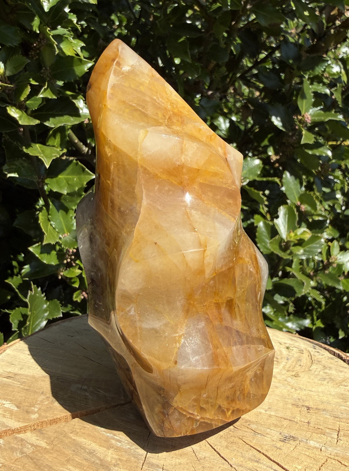 Golden Healer Flamme 15 - 16 cm 4