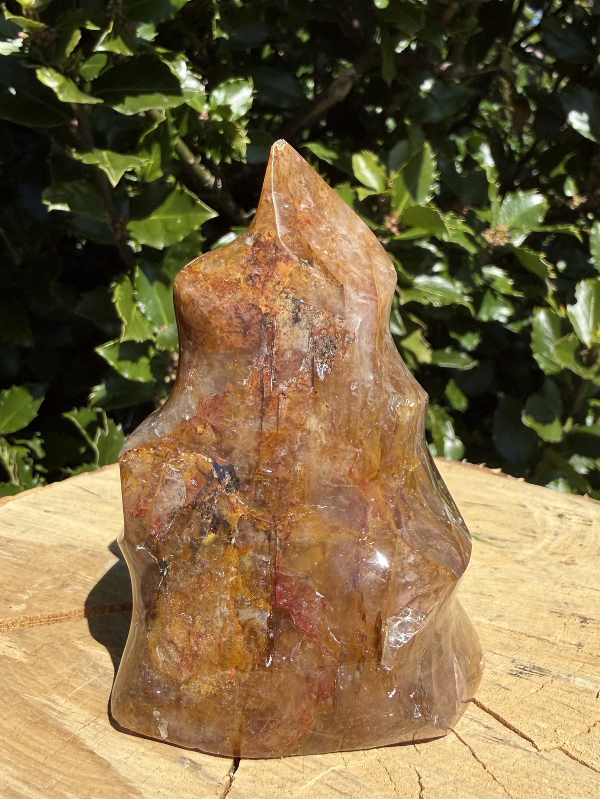 Golden Healer Flamme 8 - 10 cm 1