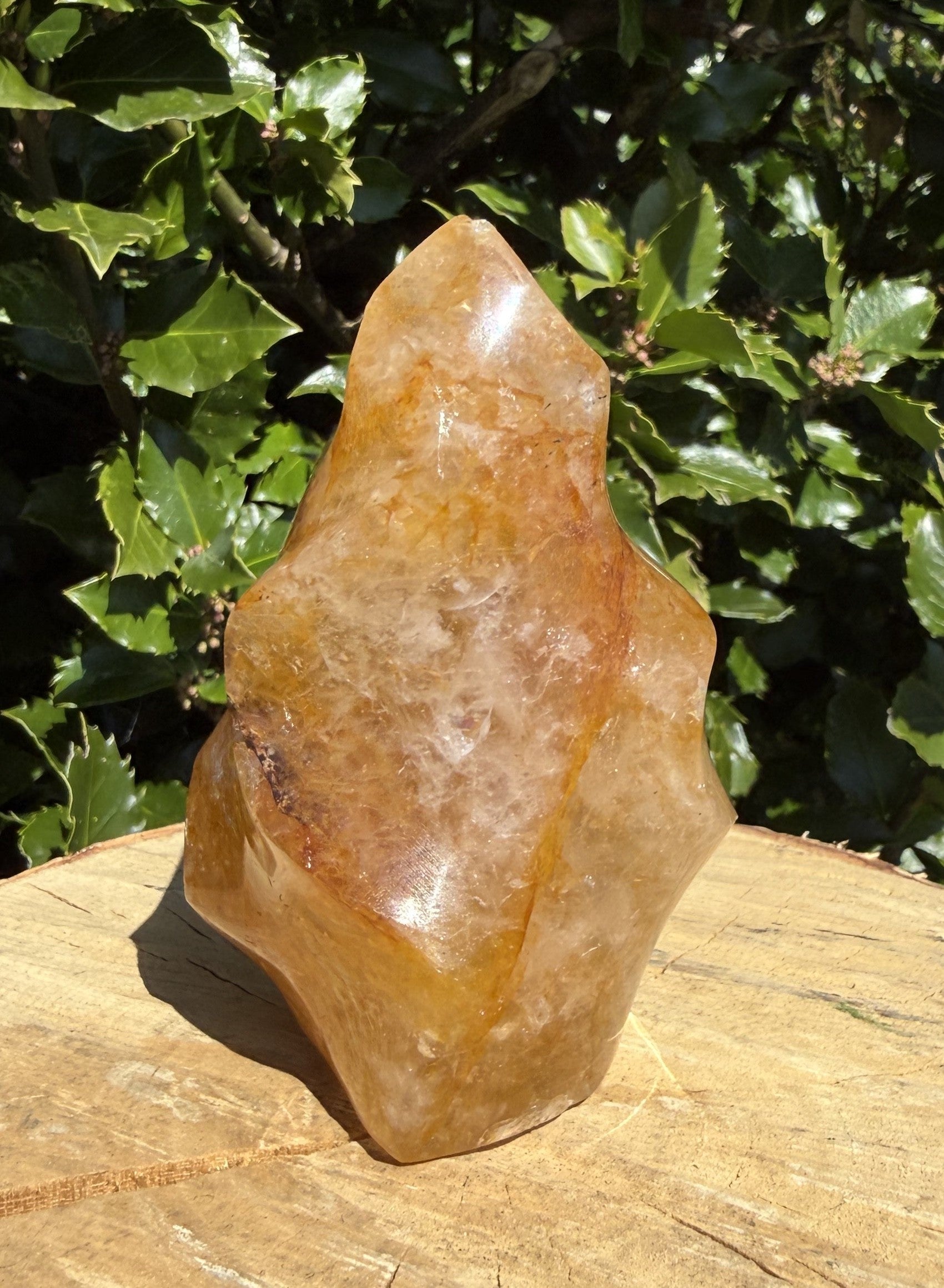 Golden Healer Flamme 8 - 10 cm 4