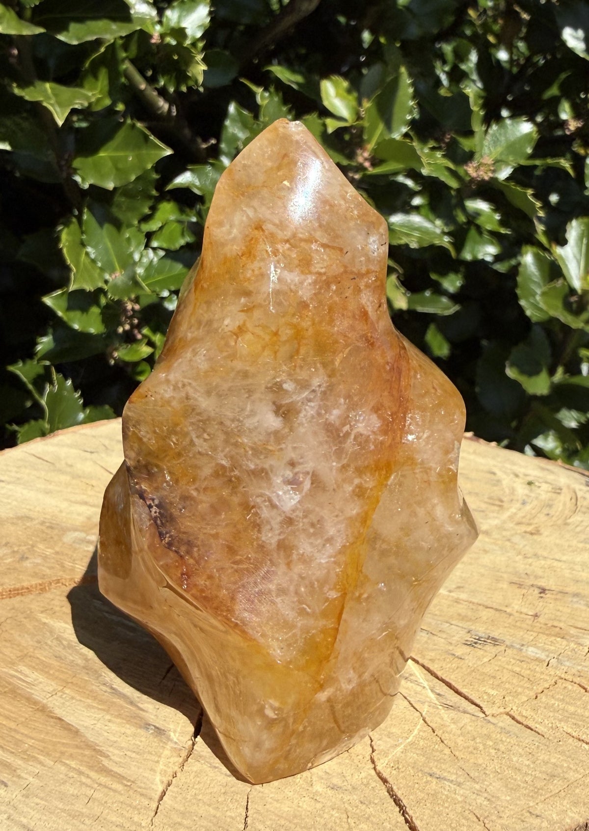 Golden Healer Flamme 8 - 10 cm 5