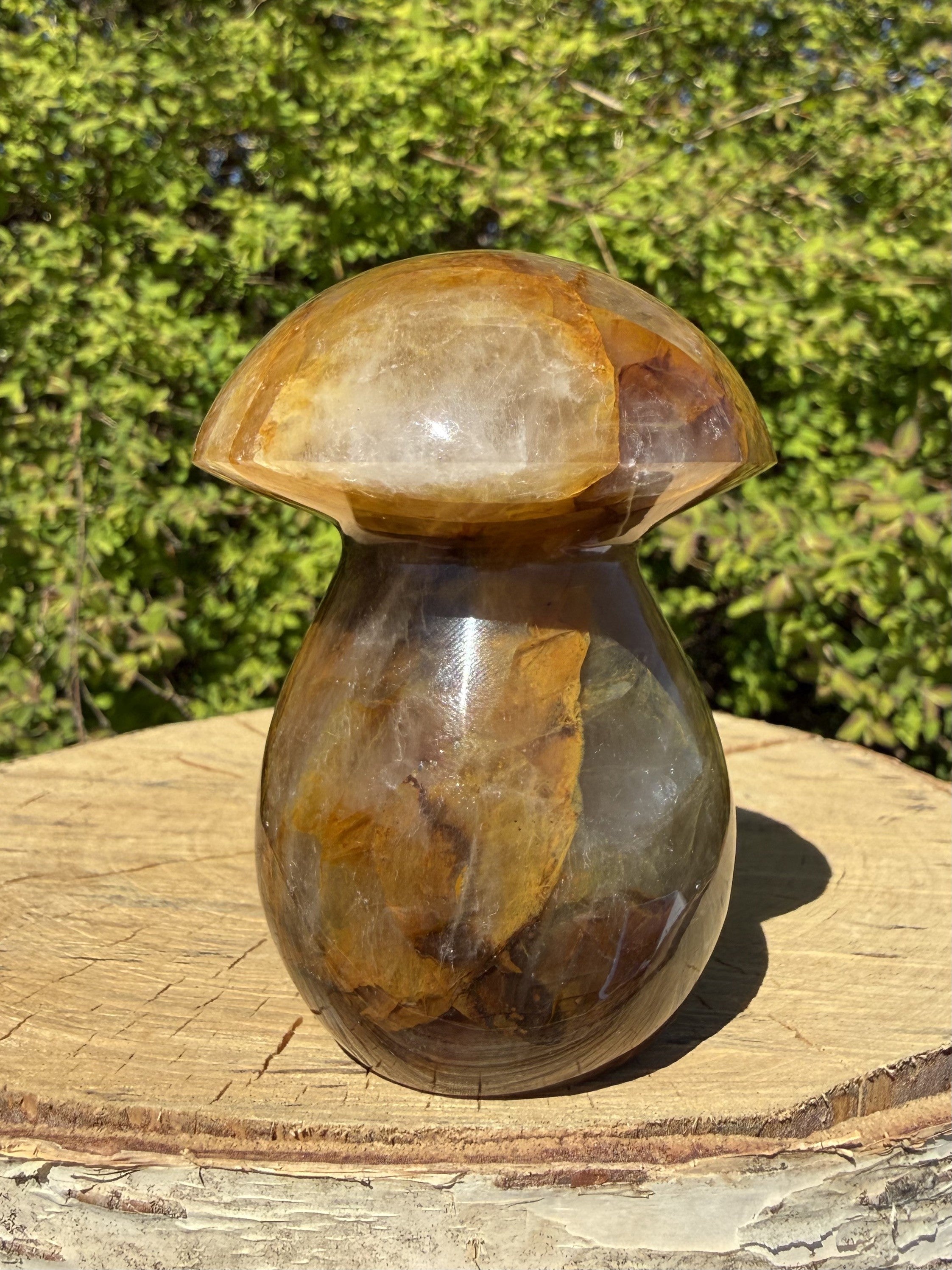 Golden Healer Paddehat 8 - 9 cm 1