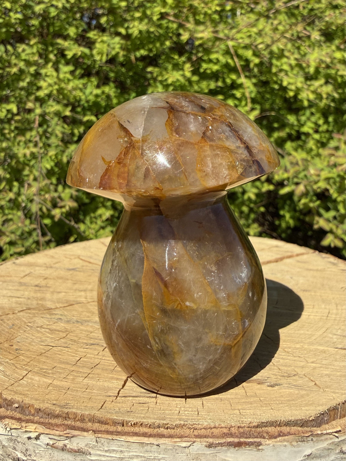 Golden Healer Paddehat 8 - 9 cm 2