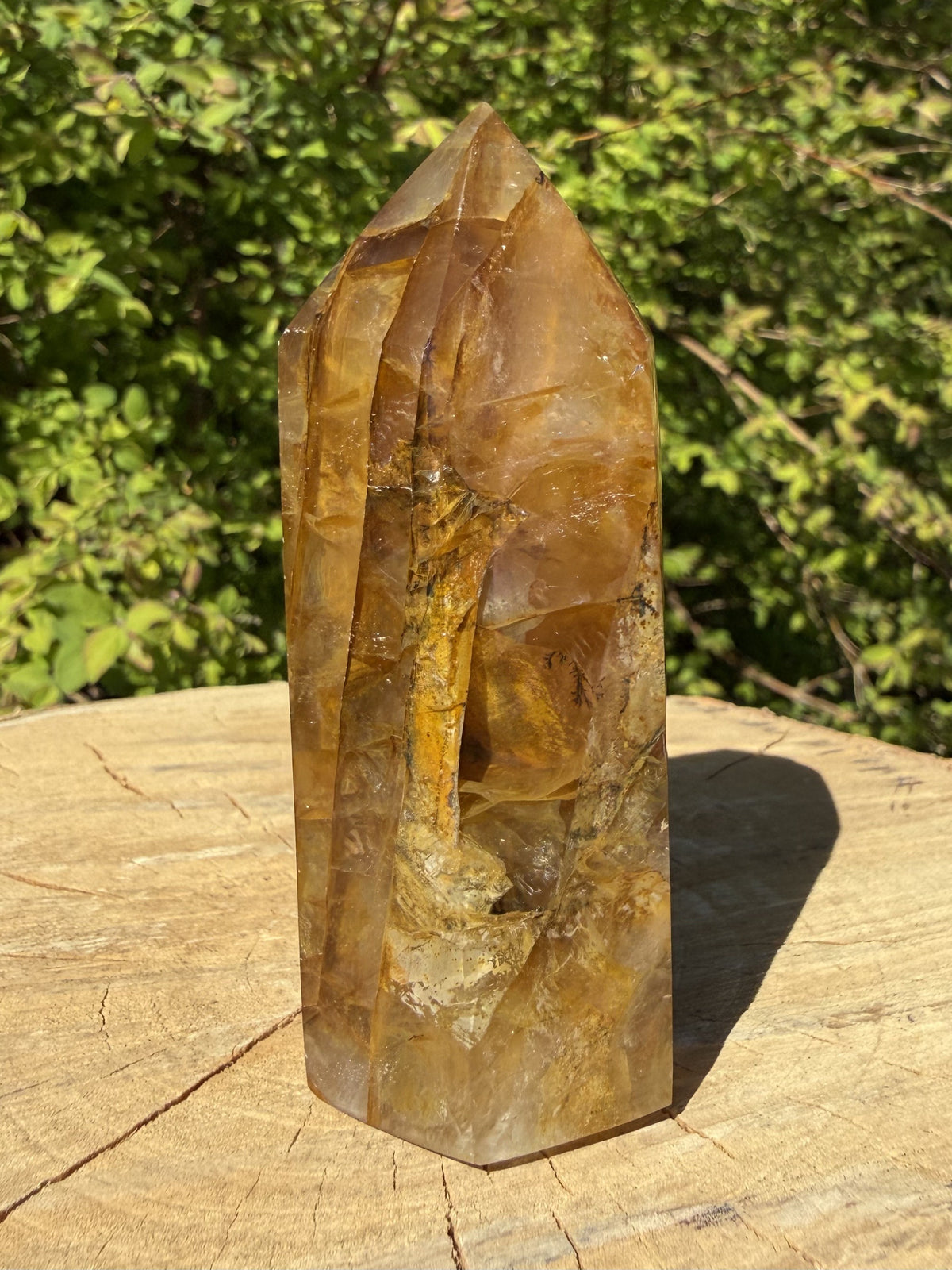 Golden Healer Tårn 8 - 9 cm 1