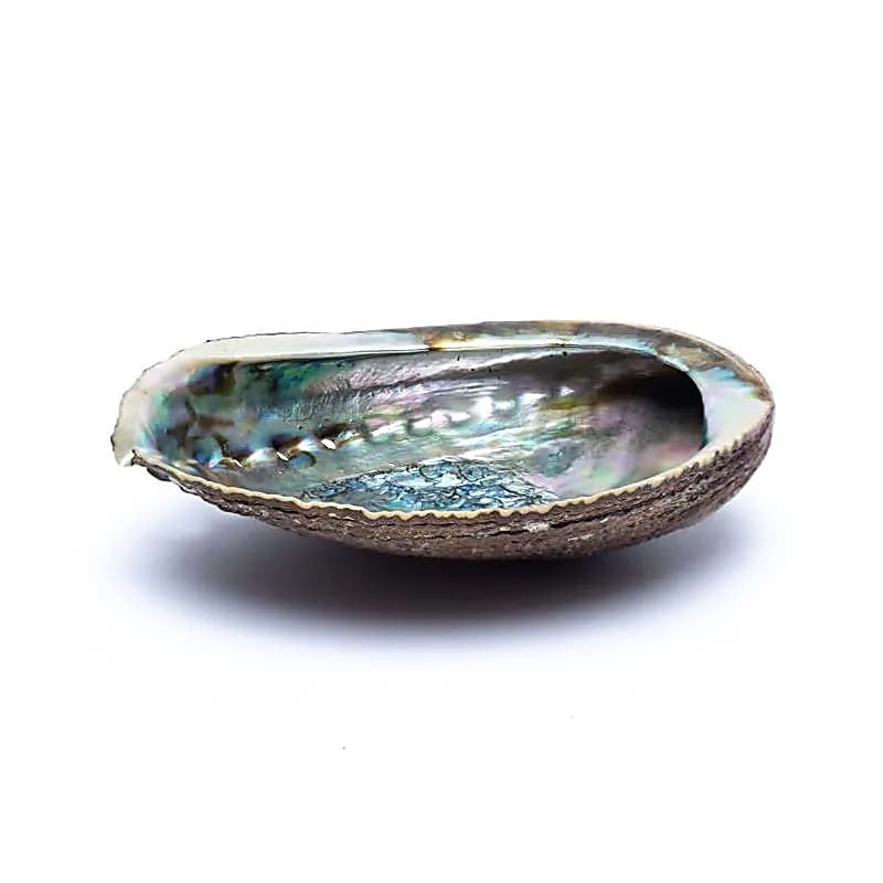 Grøn Abelone skal 12-16 cm 1
