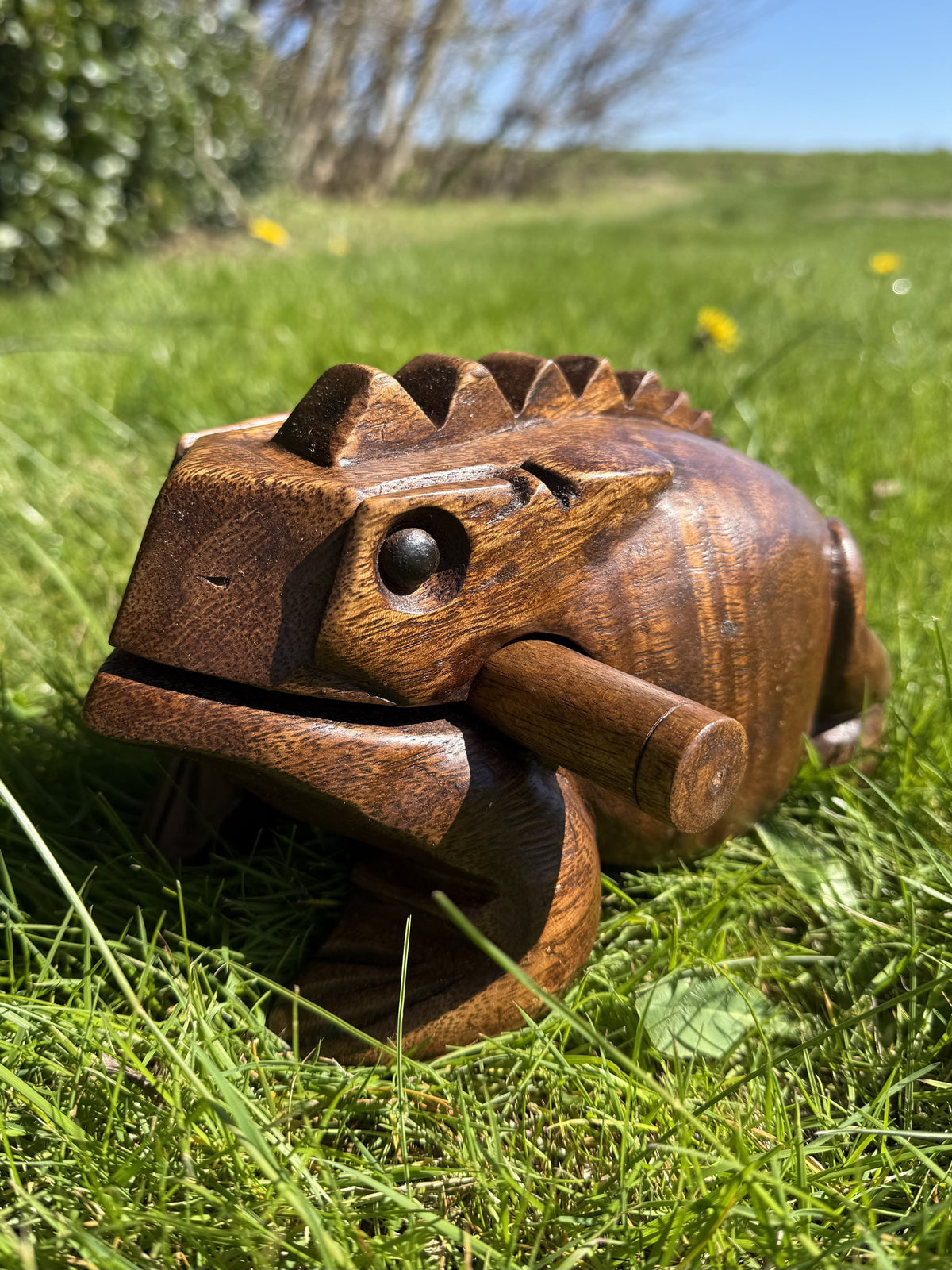 Guiro – Frø 20 cm 1