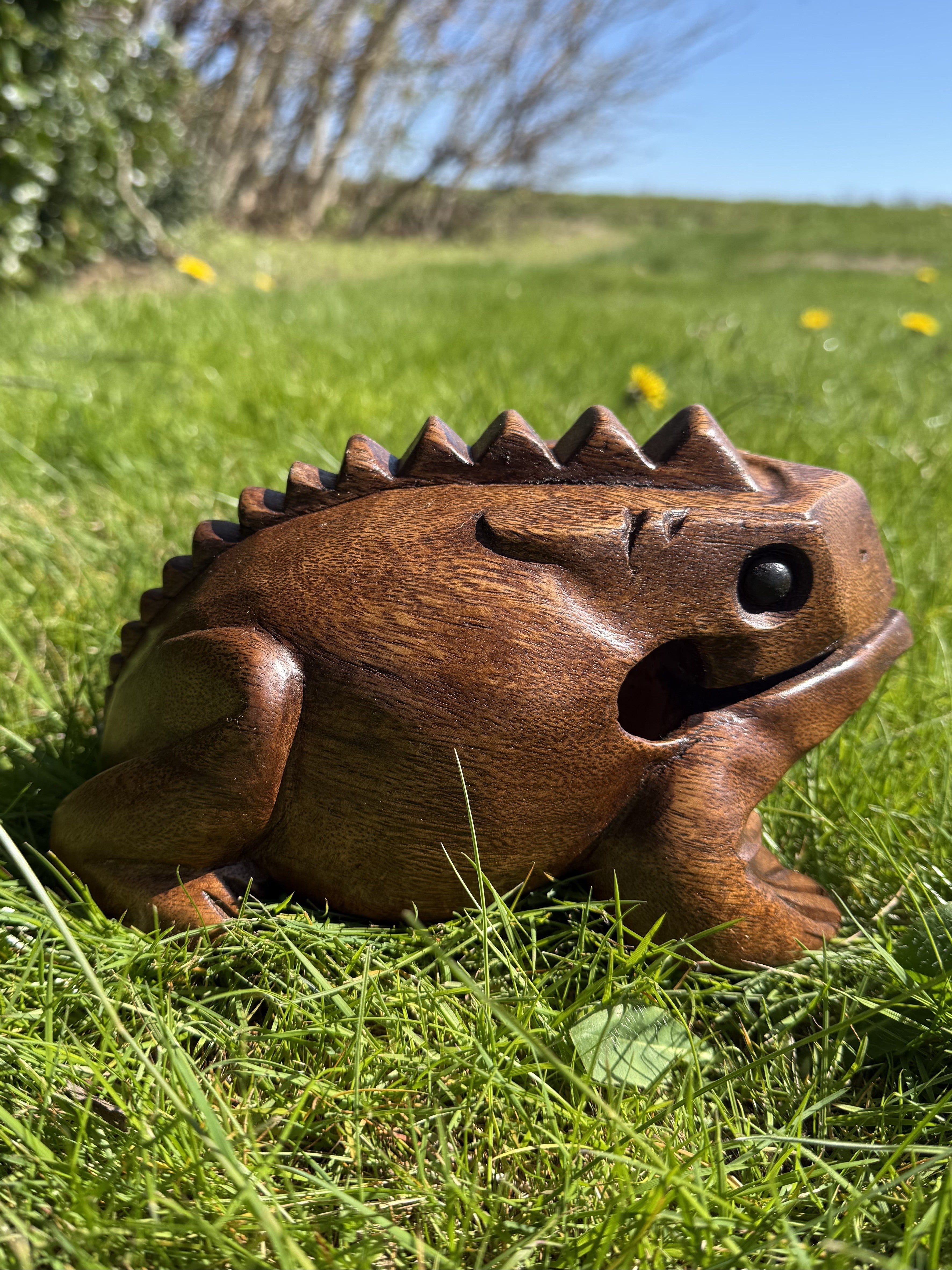 Guiro – Frø 20 cm 4