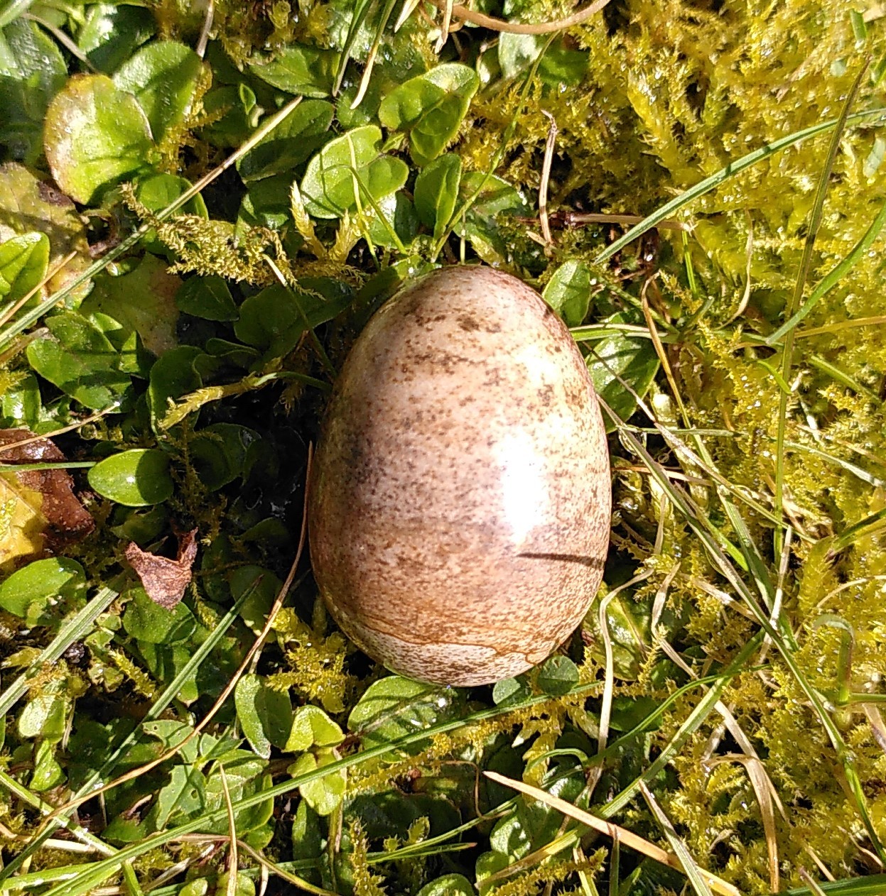 Jaspis landskab æg 3,5cm 1