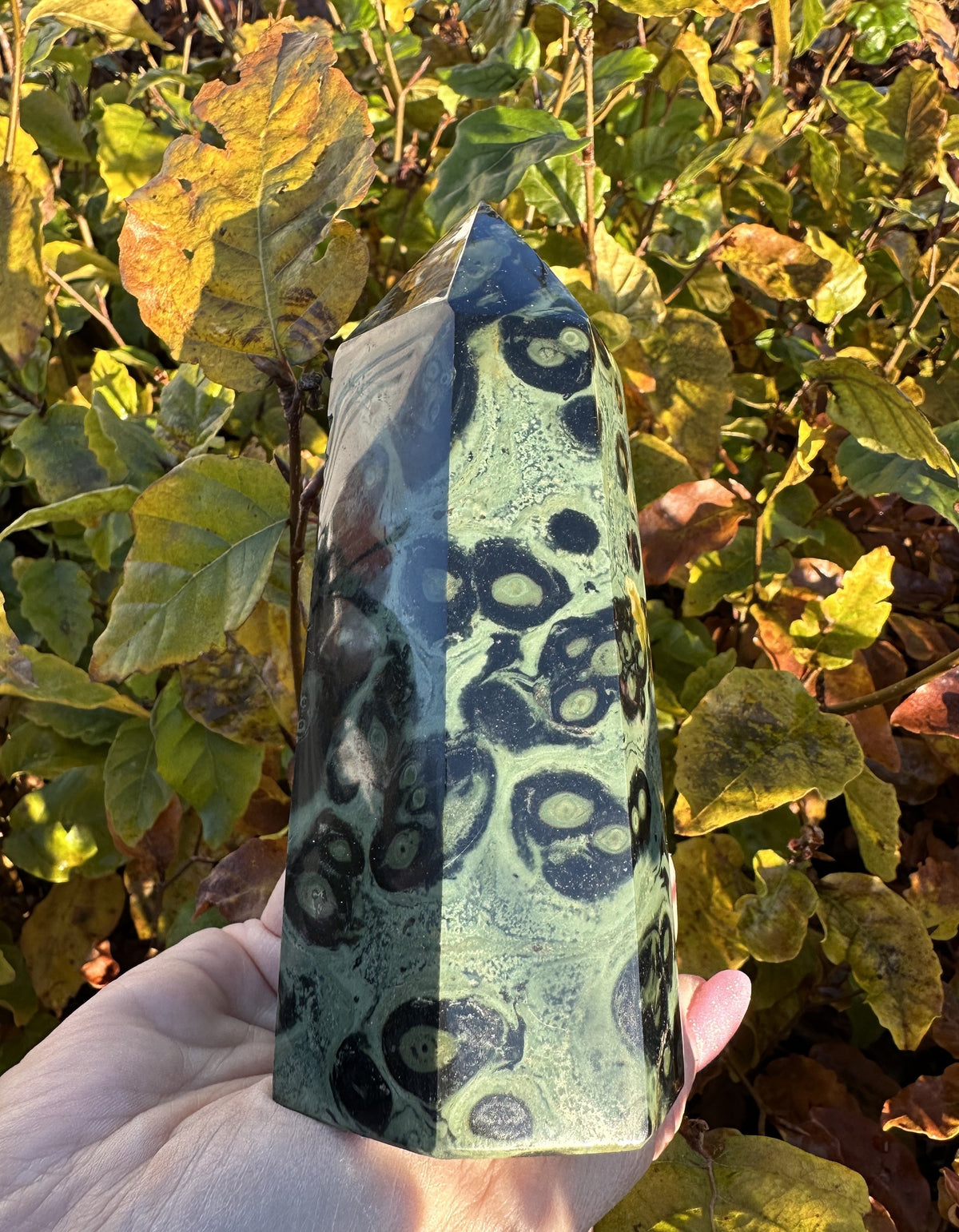 Kambaba tårn 14,5 cm 2
