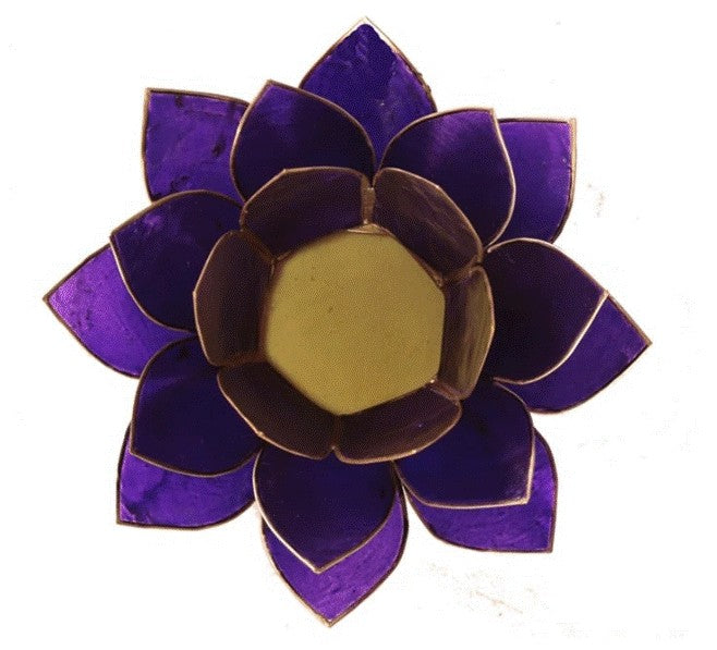 Lotus lysestage violet 13,5 cm 3