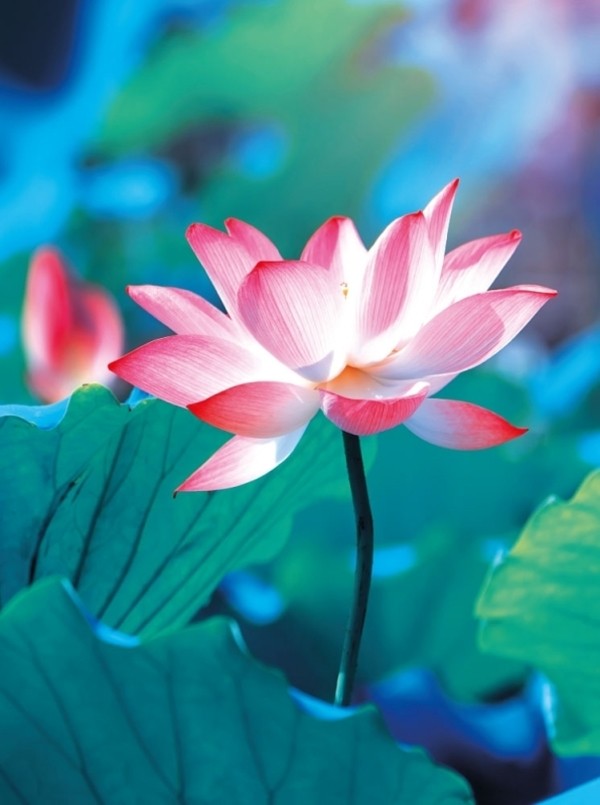 Notesbog Lotus blomst