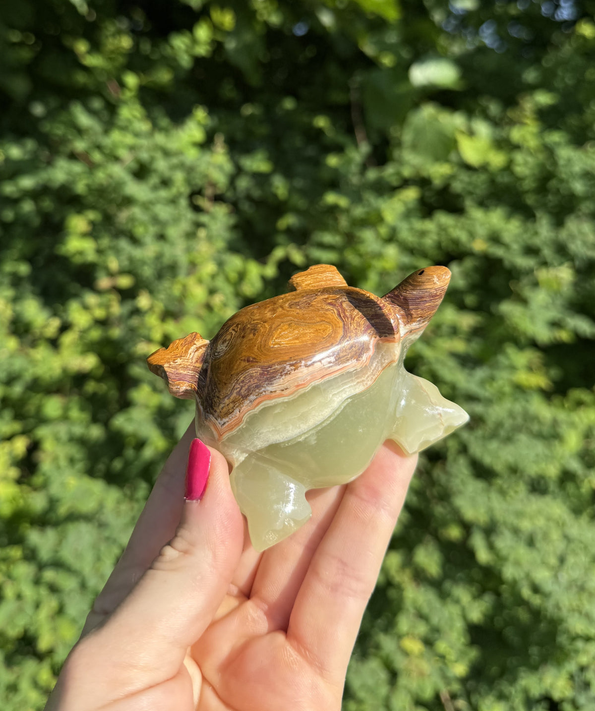 Onyx skildpadde 1