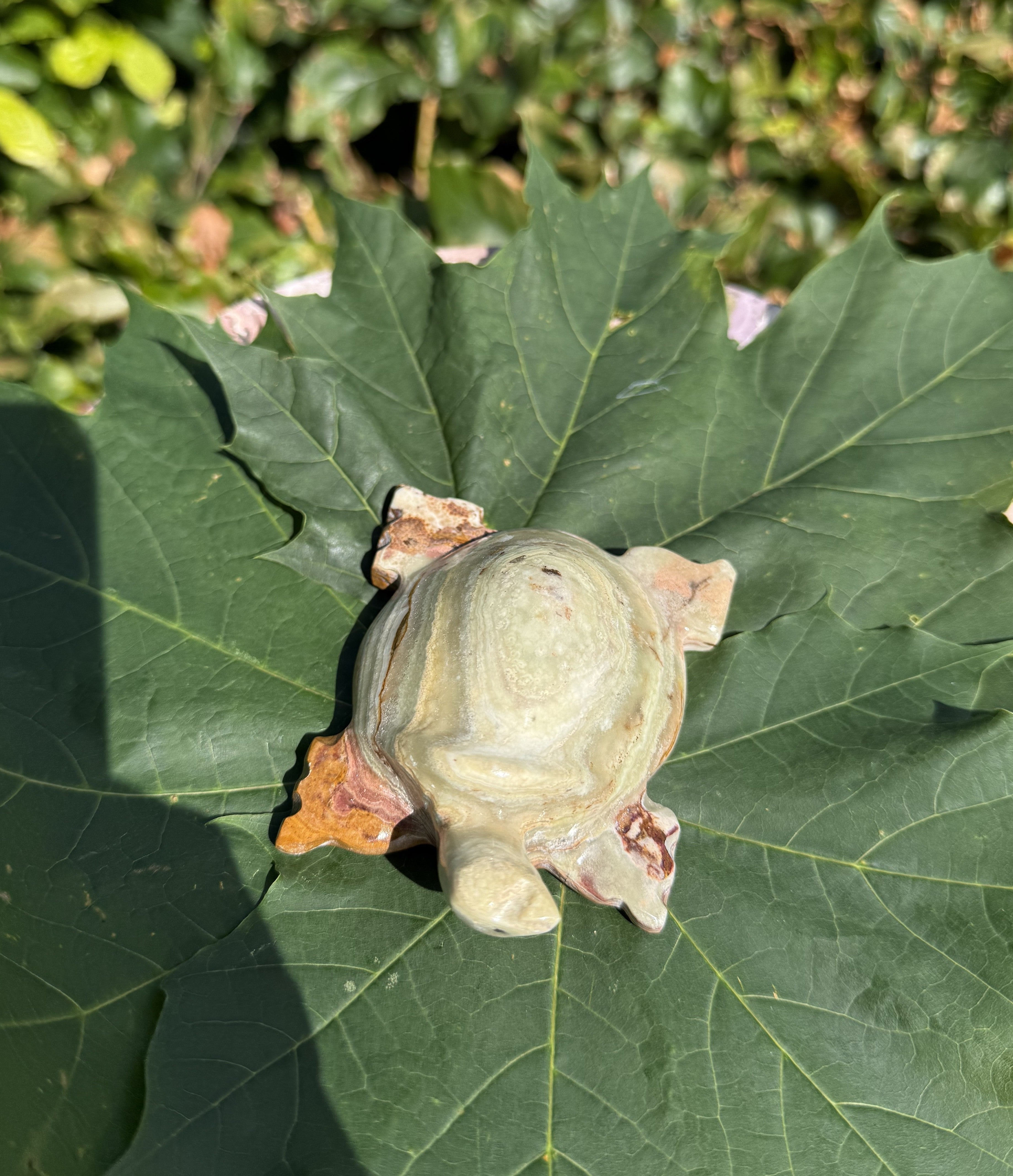 Onyx skildpadde 4
