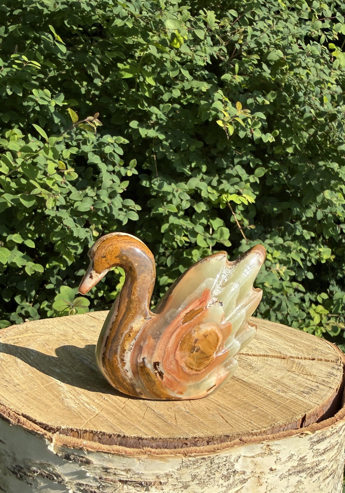 Onyx svane 5