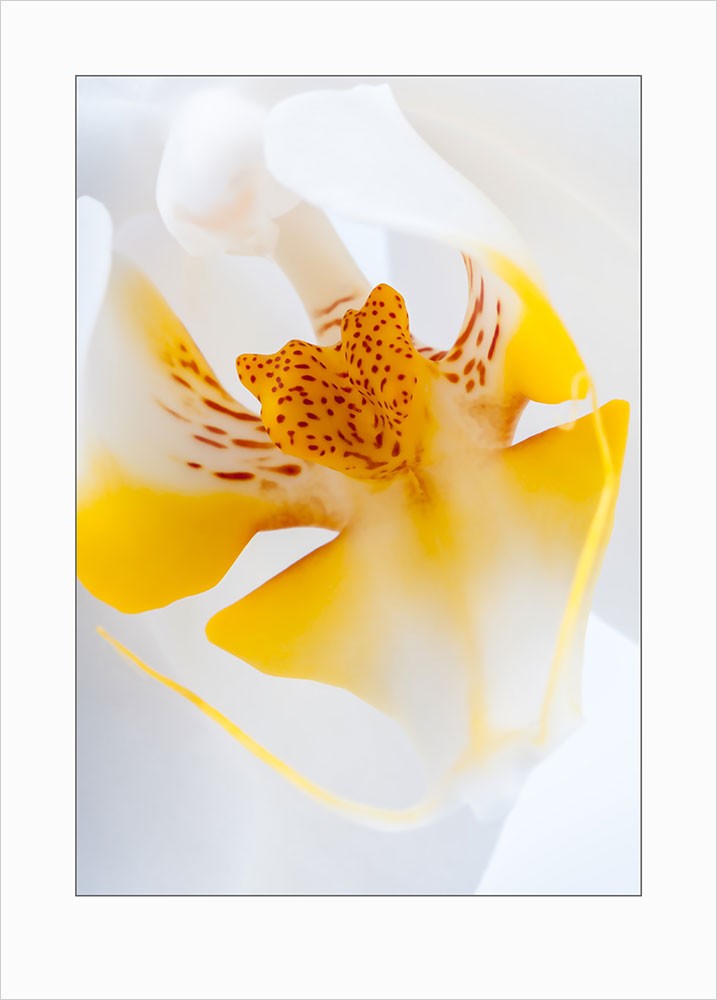 Orchids art print - 7080 1