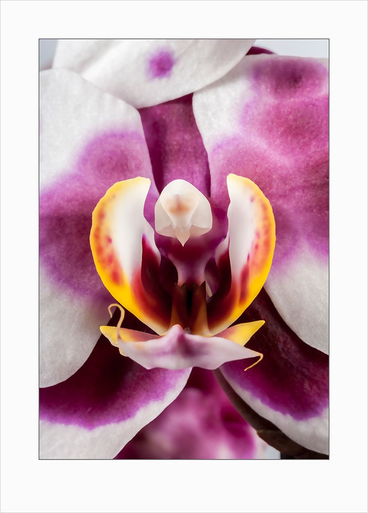 Orchids art print - 7115 1