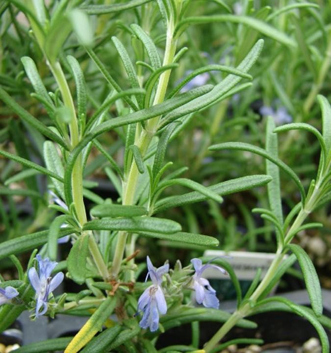 Primavera Rosemary Camphor 2