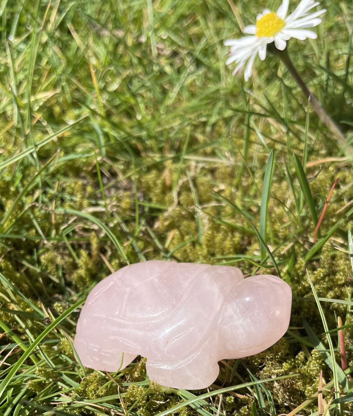 Rosakvarts skildpadde 2