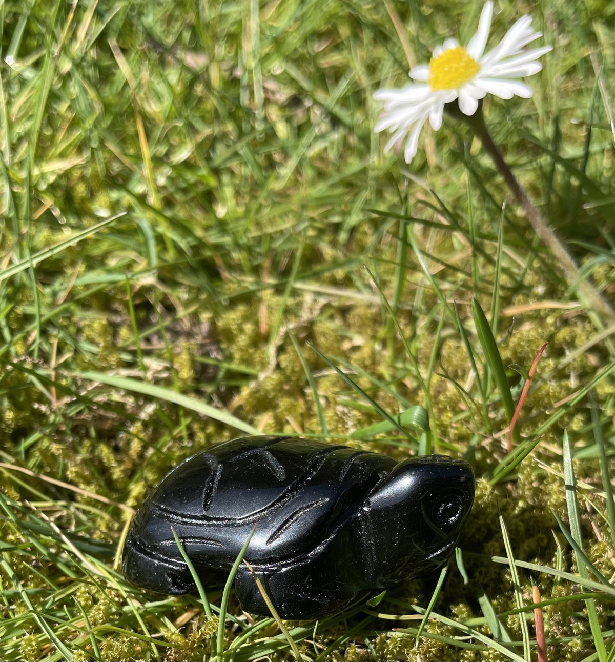 Obsidian Skildpadde 1