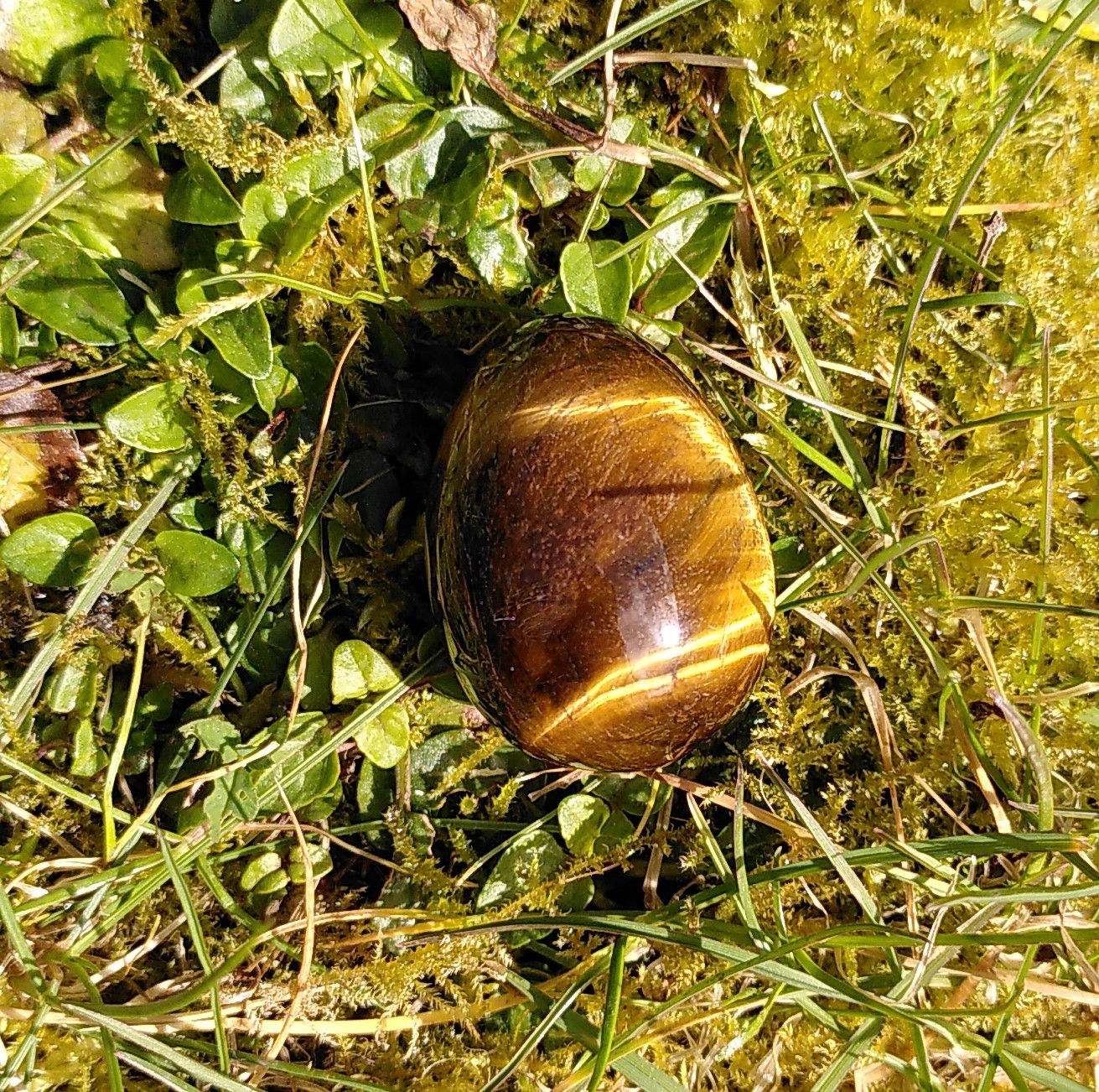 Tigerøje æg 3,5 cm 1
