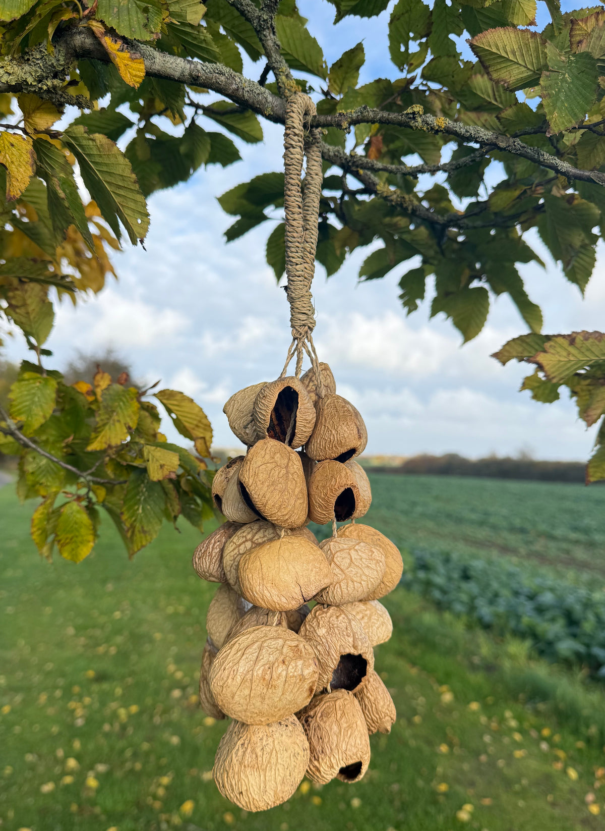 Pangi seed shell medium