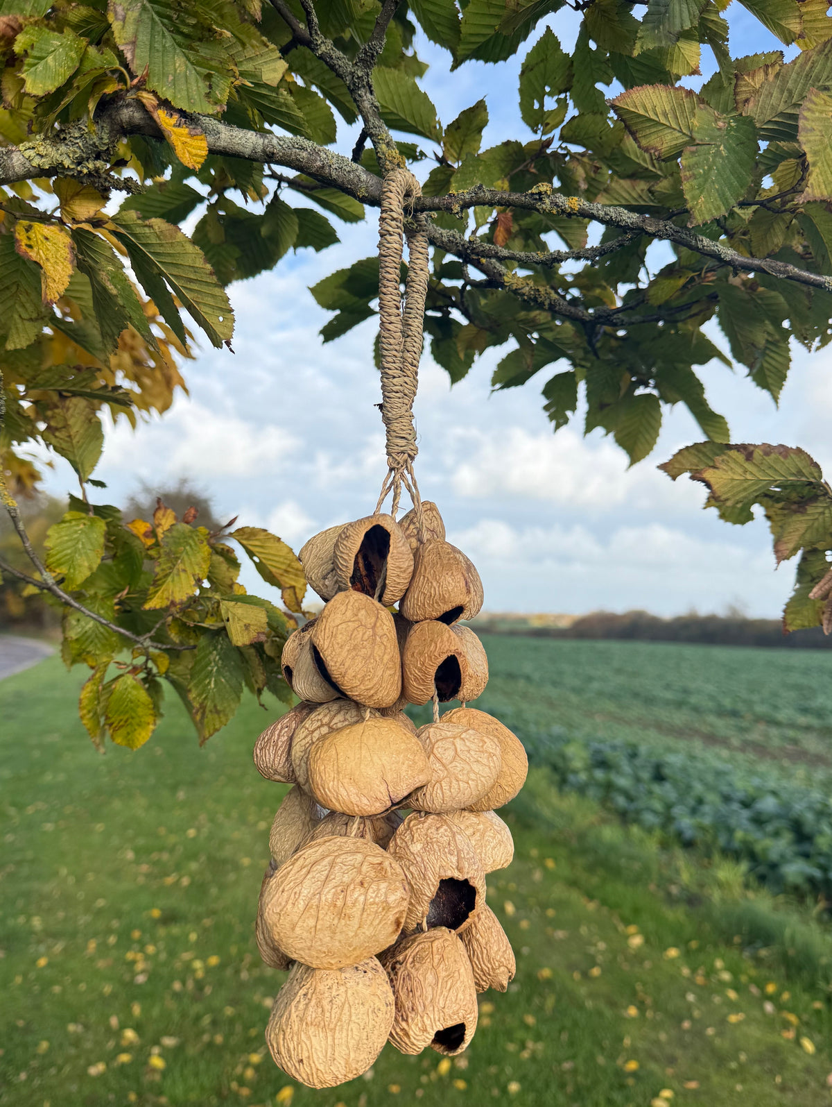 Pangi seed shell medium