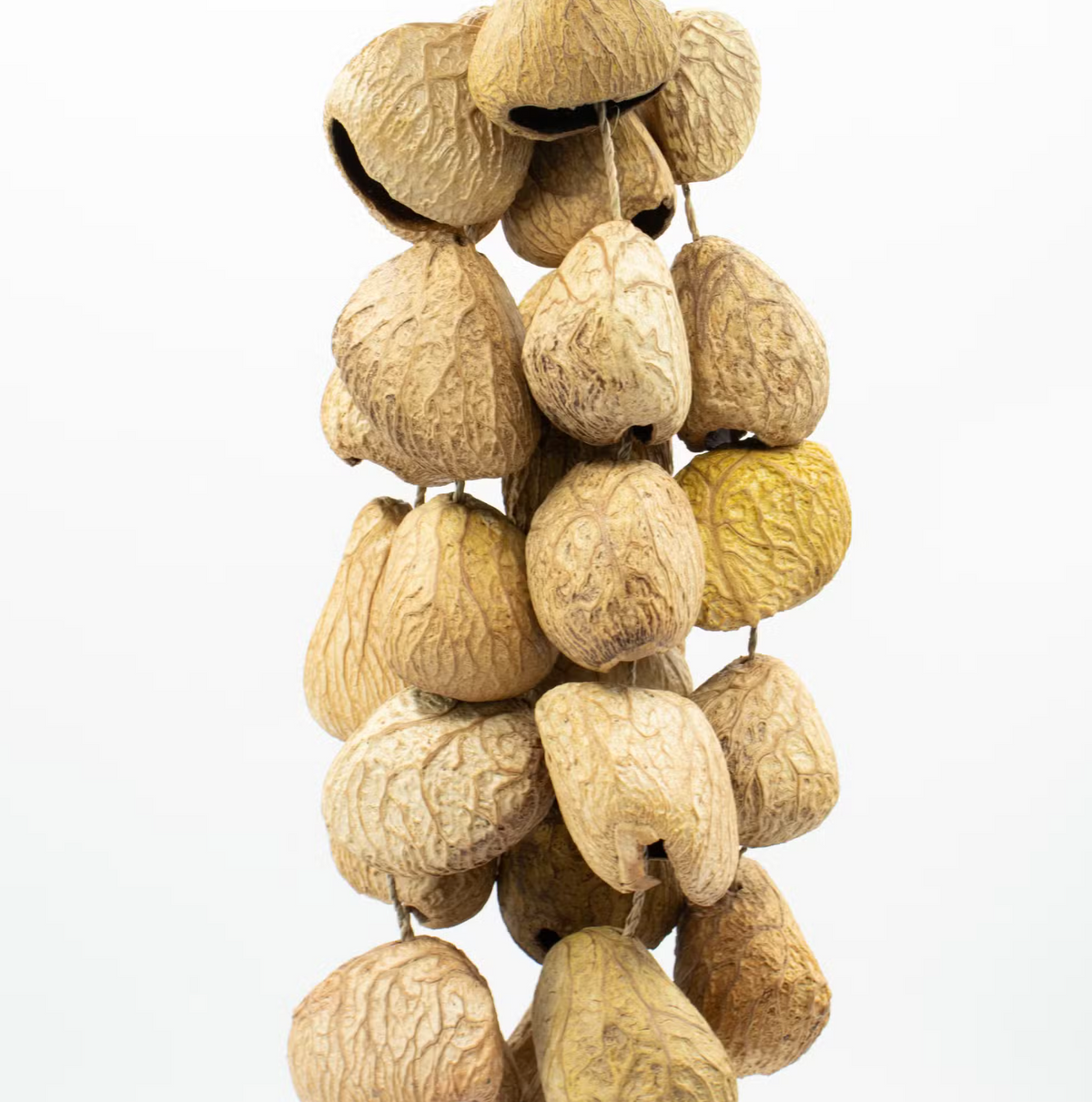 Pangi seed shell medium