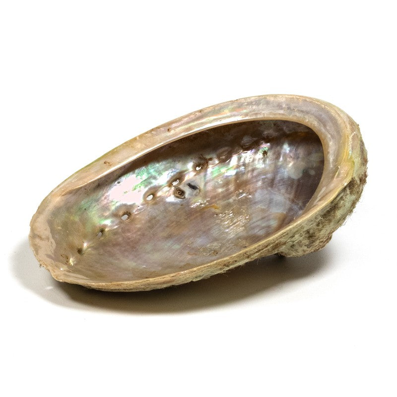 Abelone skal Haliotis diversicolor 1