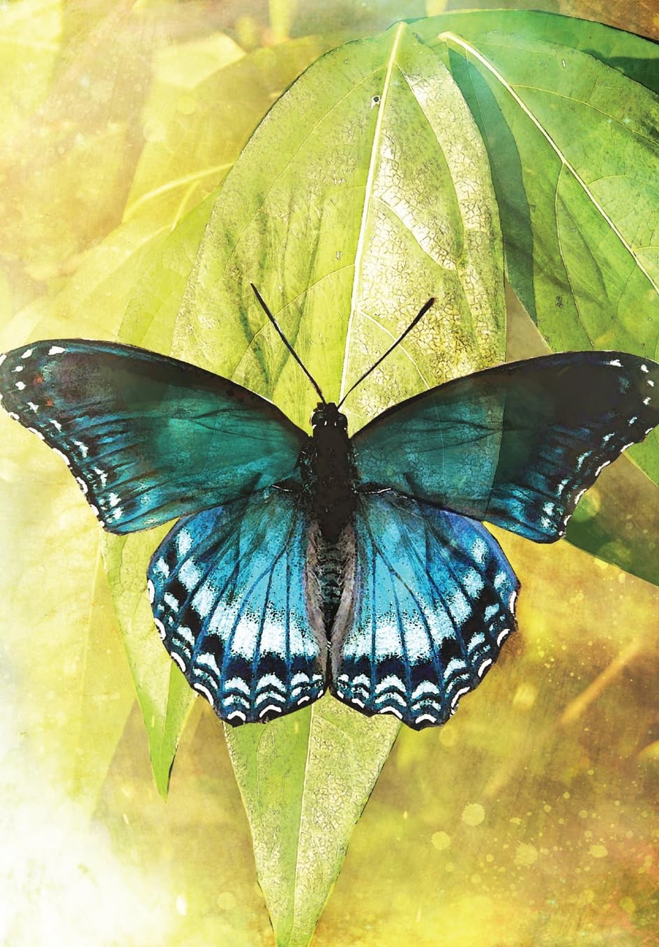 Butterfly transformations 5