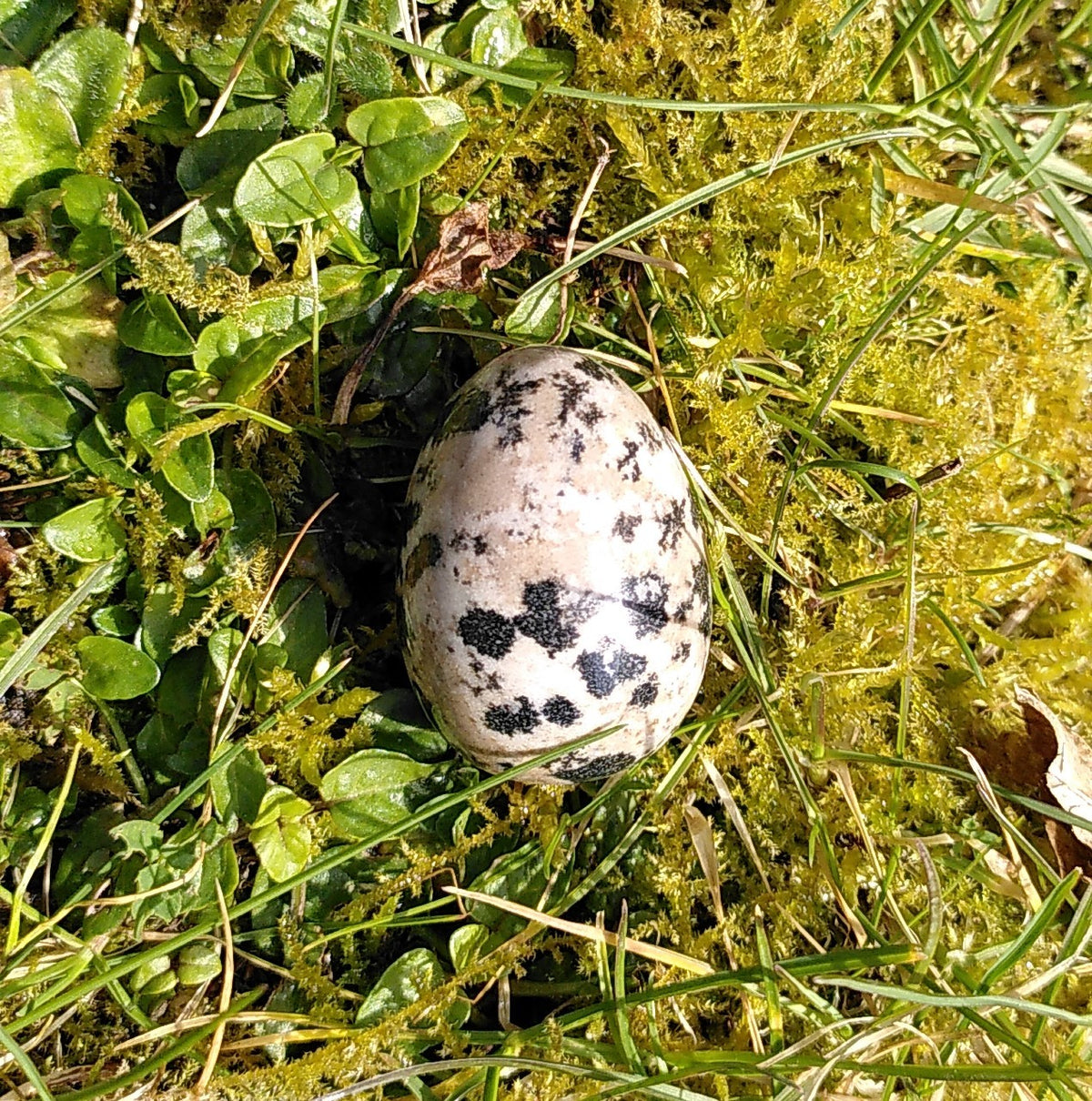Dalmatiner æg 3,5 cm 3