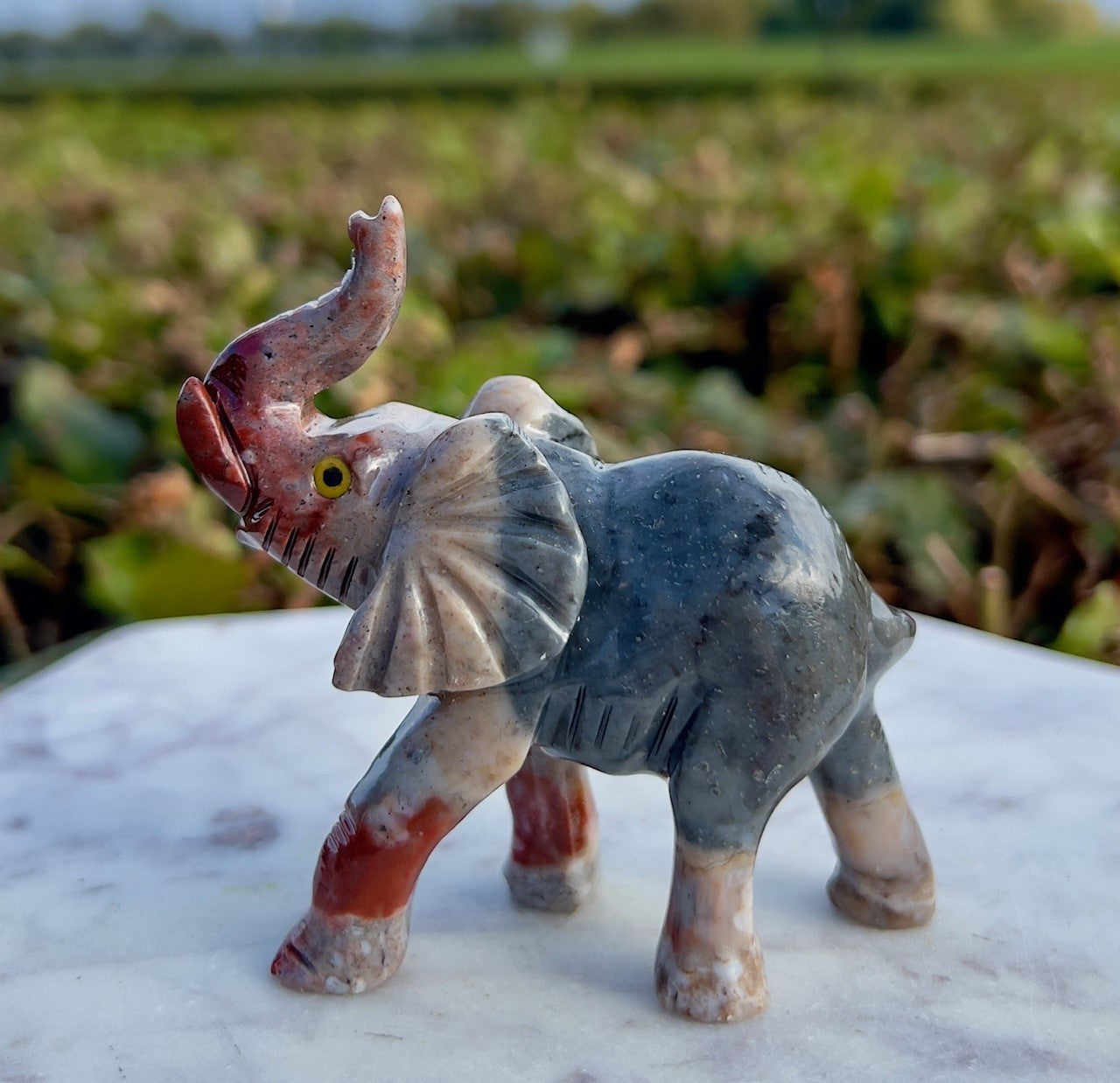 Elefant - Onyx 4