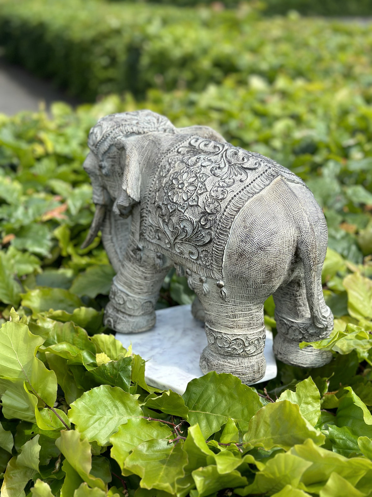 Elefant - Omsorgsfuld 5