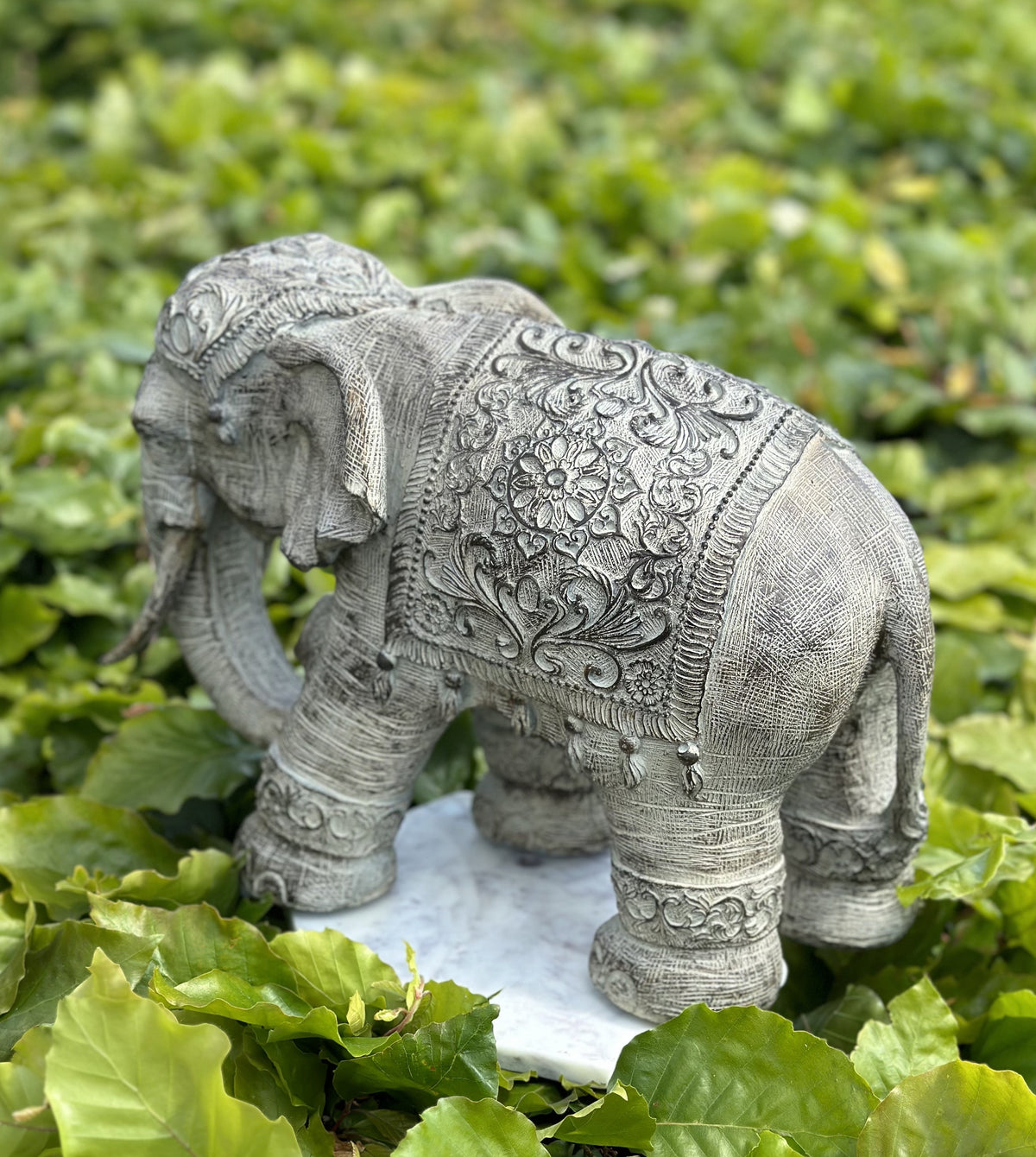 Elefant - Omsorgsfuld 6